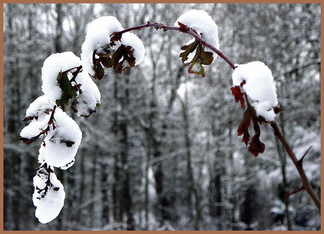 Decorative in white