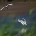 Little egrets