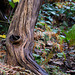 Shire Hill Wood old wood on the low path