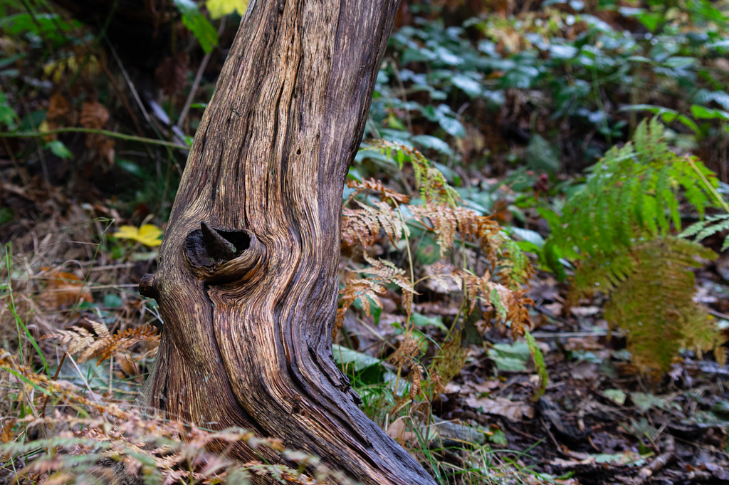 Shire Hill Wood old wood on the low path