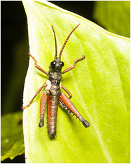 IMG 0427 Grasshopper