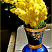 La mimosa per la festa della donna : fiorita oggi 8.marzo.2023