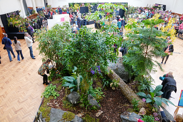 RHS Orchid Show, March 2024