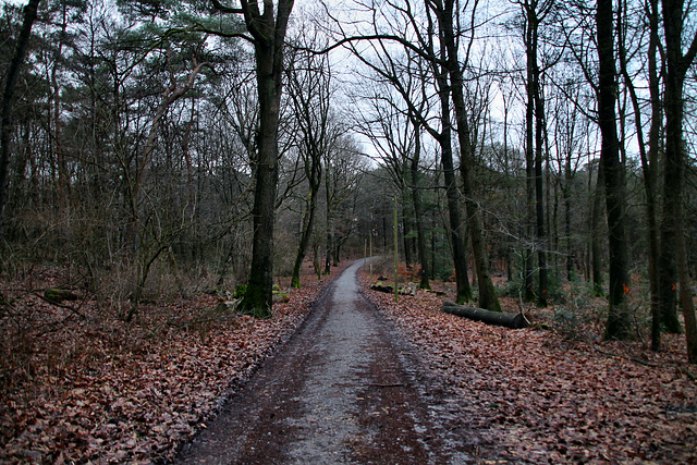 Herzogsweg (Haard, Haltern am See) / 26.12.2023