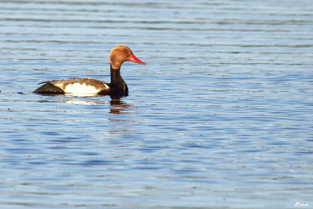 Nette rousse