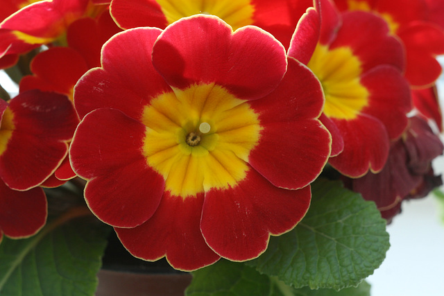 Red Pansy