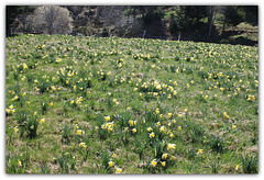 Le temps des Jonquilles (8)