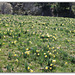 Le temps des Jonquilles (8)