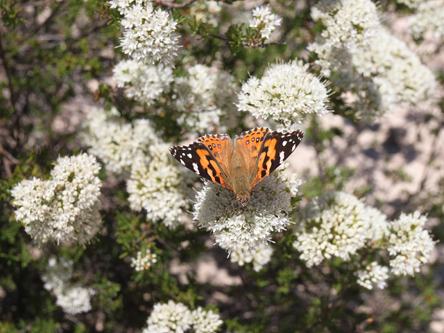 Vanessa kershawi (Australian Painted Lady)