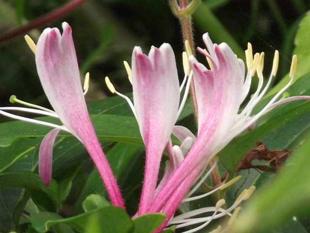 The honeysuckle is smelling beautiful