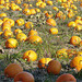 Variations on a Theme of Pumpkin (4) - 3 October 2015