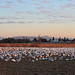 Snow Geese