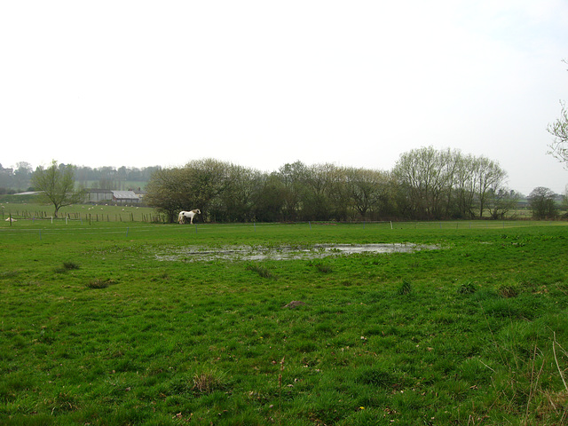 Small pool looking towards Westcroft Farm