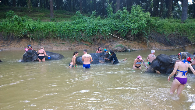 Krabi Elephant HOUSE Sanctuary