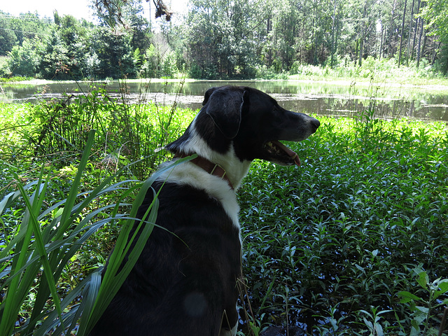 Garip by the pond