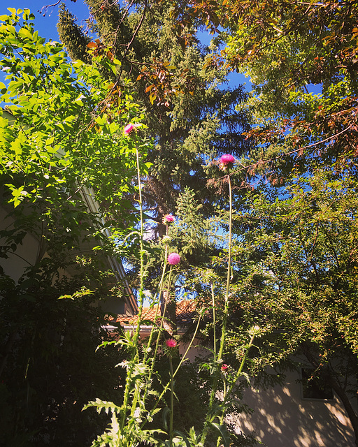 Thistle in the front garden