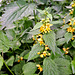 Gewöhnliche Goldnessel (Lamium galeobdolon (L.) L., Syn.: Galeobdolon luteum Huds.)