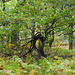 Shire Hill Wood Twisted tree still alive