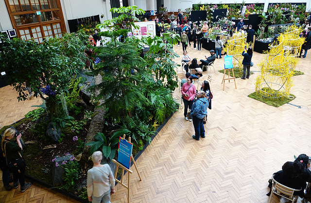 RHS Orchid Show, March 2024