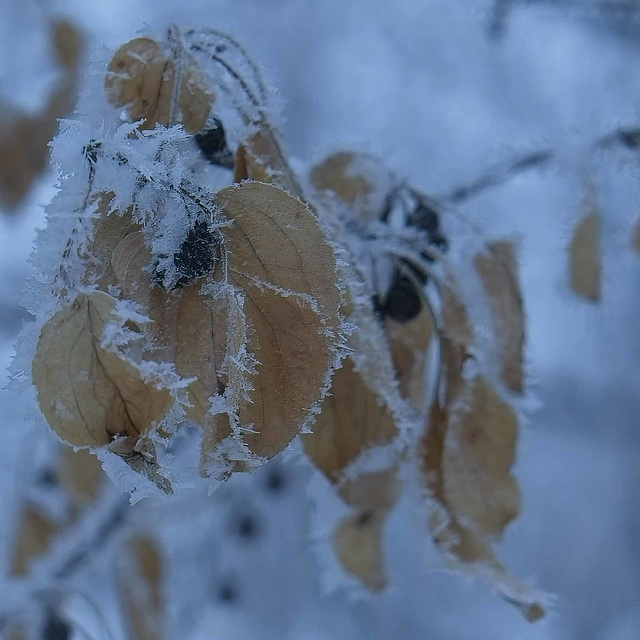 frosty leaves close up