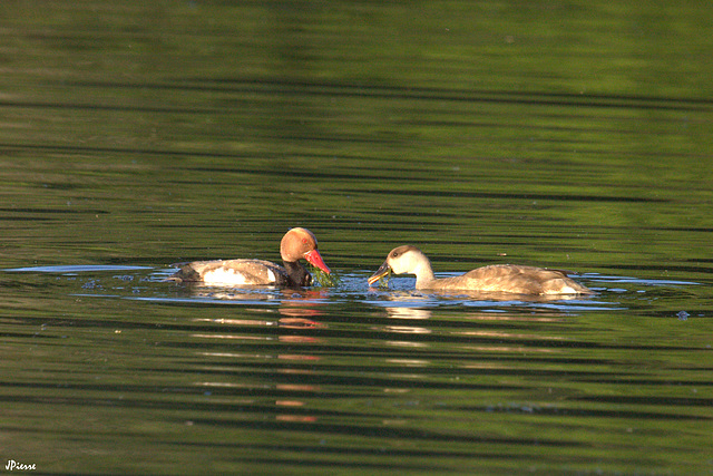 Couple de nette rousse