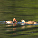 Couple de nette rousse