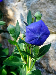Platycodon grandiflorus (1)