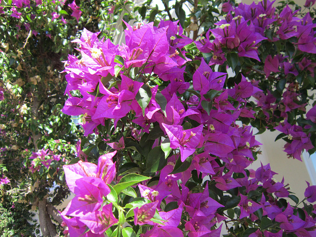 The bougainvillea again