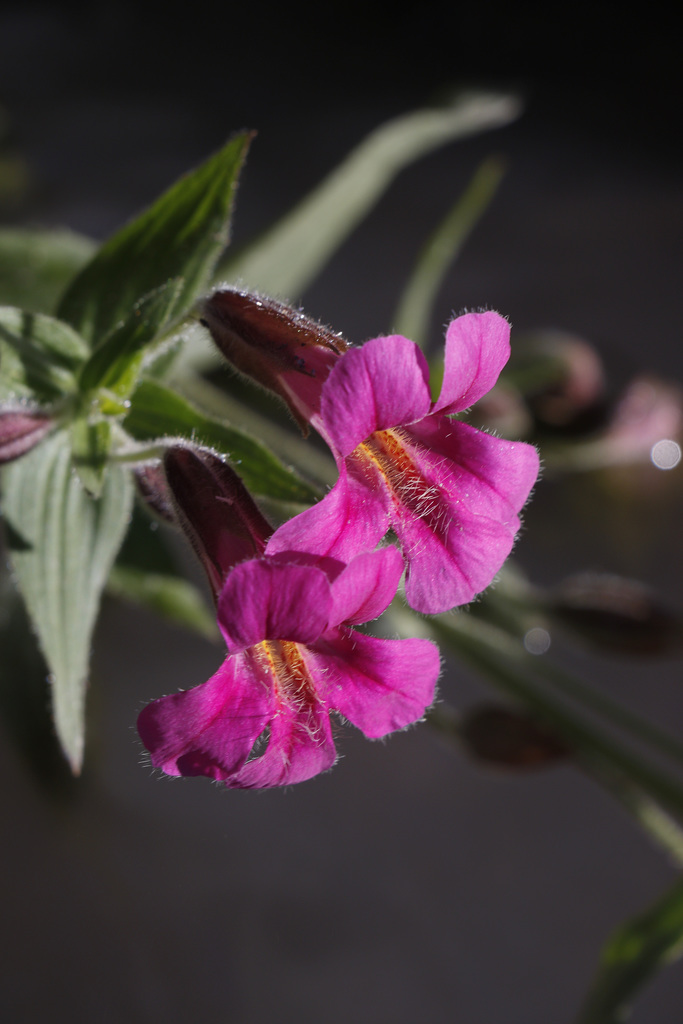 Great Purple Monkey Flowers