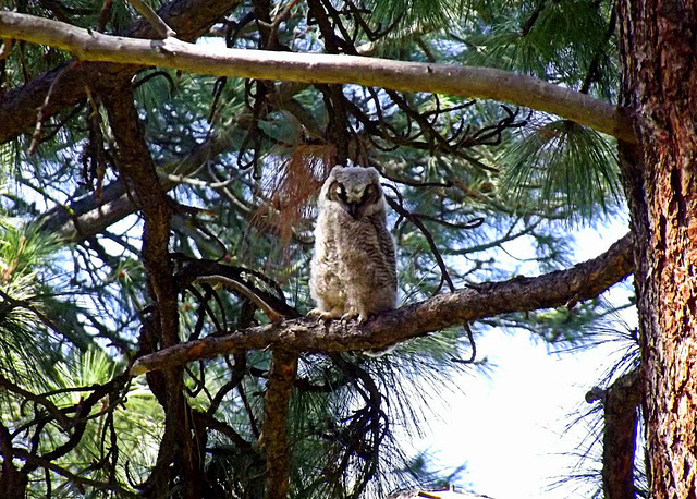 Curious owlet