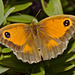 Butterfly IMG_5844