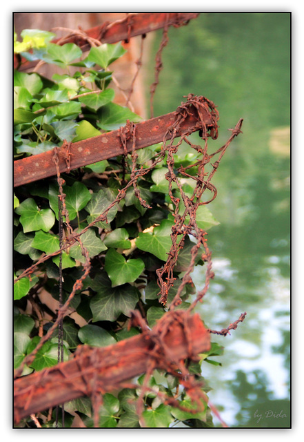 Rostgrün - Russet-Green