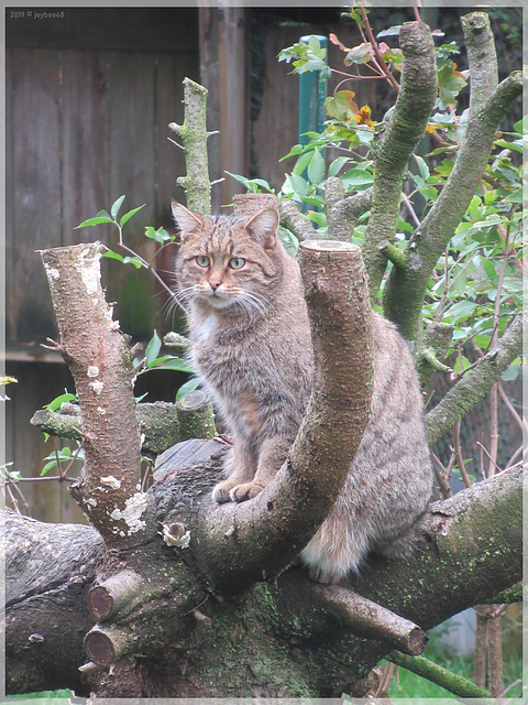 Europäische Wildkatze (Felis silvestris silvestris)