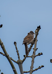 Songbird (White throat), RSPB Conway