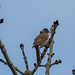 Songbird (White throat), RSPB Conway