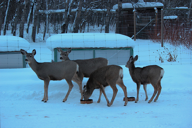 Mule Deer Having Breakfast