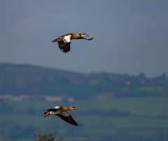 Incoming geese