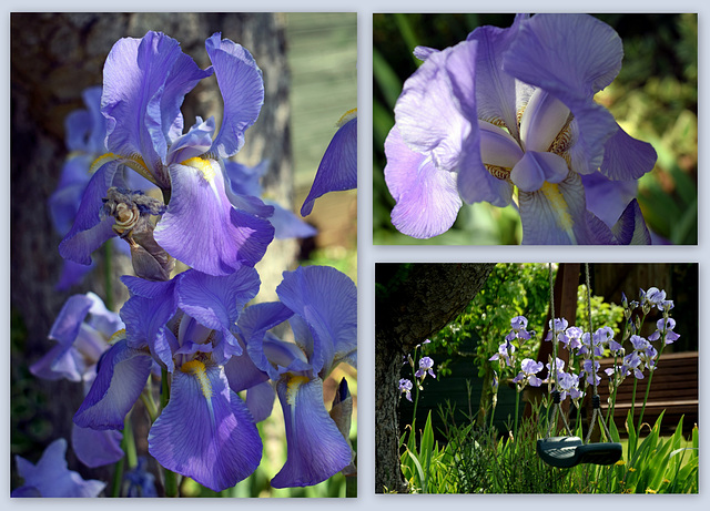 Irises