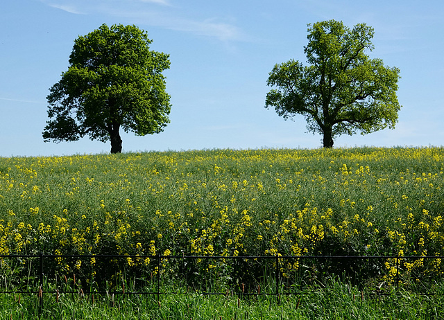 Two Oaks