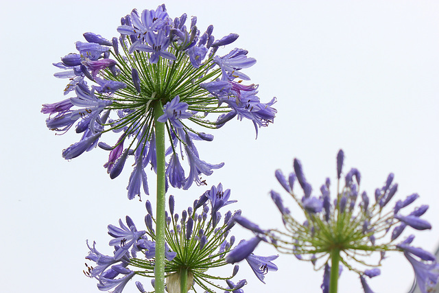 01 Agapanthus