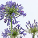 01 Agapanthus