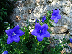 Platycodon grandiflorus (2)