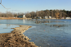 Geese on Jordan Lake