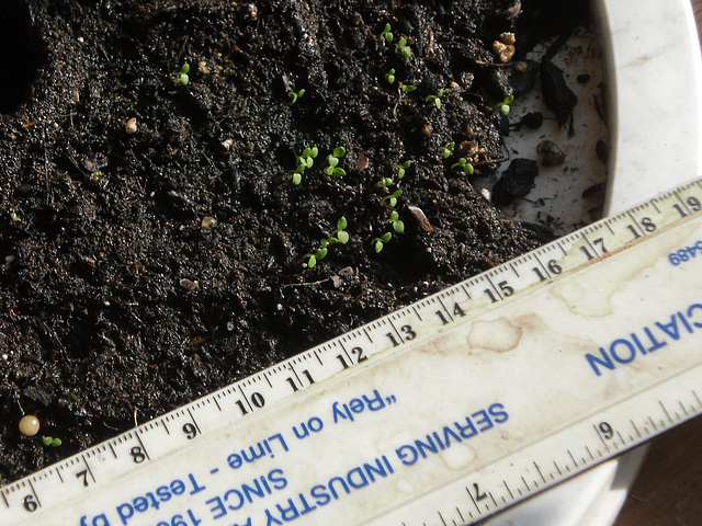 Tobacco seedlings