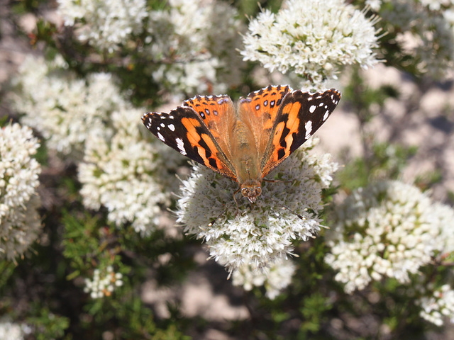 Vanessa kershawi (Australian Painted Lady)