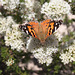 Vanessa kershawi (Australian Painted Lady)