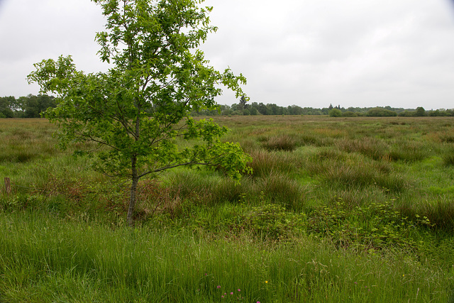 Landschaft in Ostfriesland