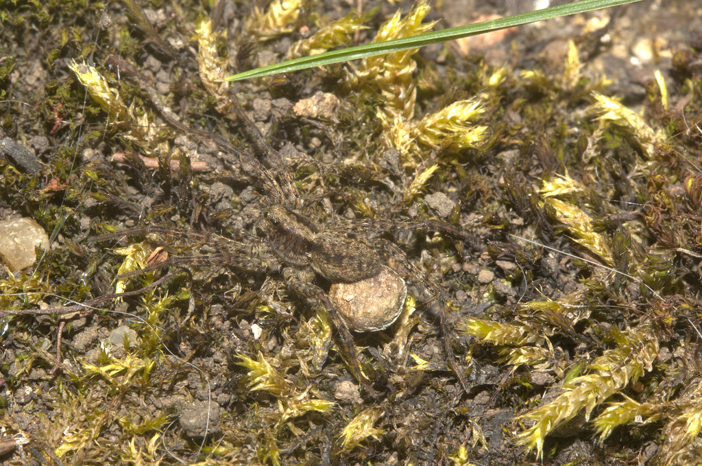 Wolf spider IMG_5826