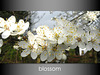 Blossom white with gradient background