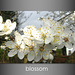 Blossom white with gradient background
